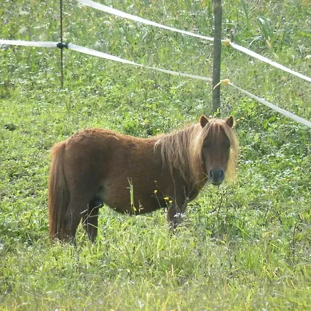 Al Bachero * Μπελούνο
